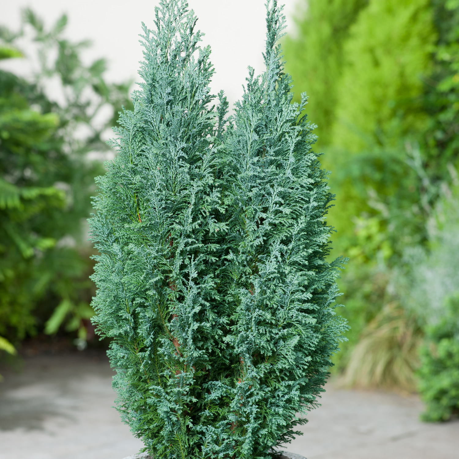 Chamaecyparis lawsoniana 'Ellwoodii'